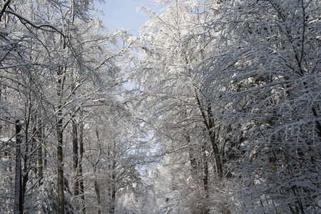 Snowy landscapeの写真素材
