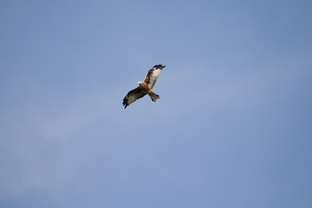 Red Kiteの写真素材