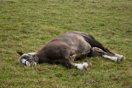 Horse sleep outside on pastureの写真素材