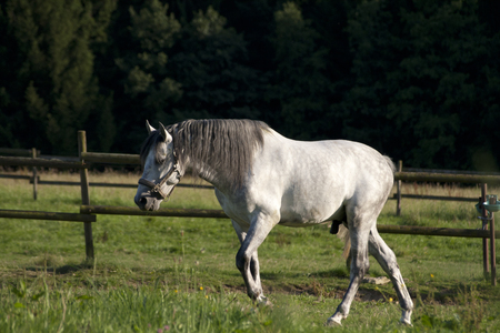White Horse on field run freeの写真素材