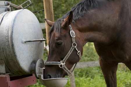 Horse at Watering placeの写真素材