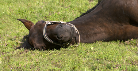 Horse sleep outside on pastureの写真素材