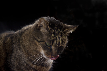 Cats Tongueの写真素材