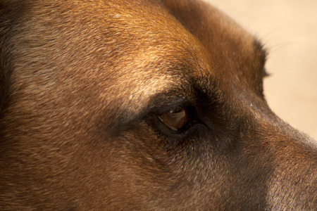 Dogs Eyes Close upの写真素材