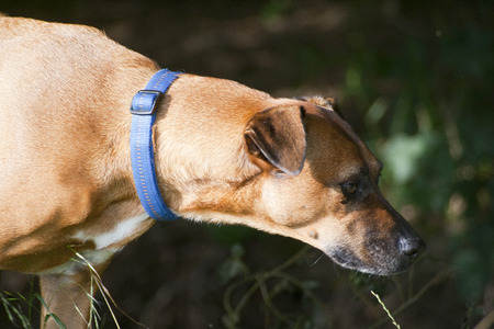 Hunting Dogの写真素材