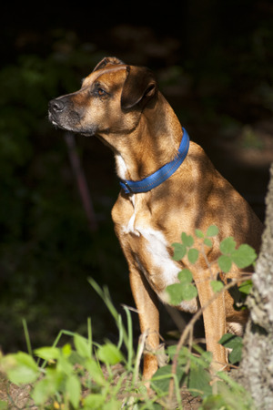 Sitting Dog in Forestの写真素材
