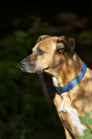 Sitting Dog in Forestの写真素材