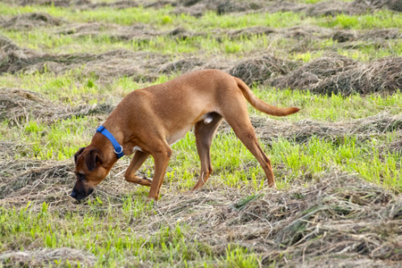 Sniffing Dogの写真素材