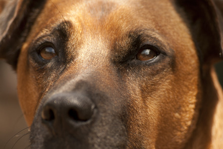 Dogs Eyes Close upの写真素材