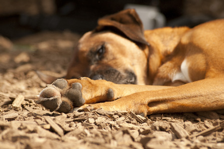 Dogs Pawの写真素材
