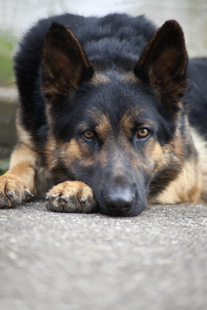 Sleeping German shepherdの写真素材