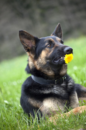 Funny Dog with Flower - dislike giftsの写真素材
