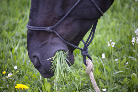 Horse grazingの写真素材