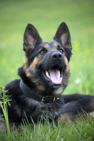 Happy German Shepherdの写真素材