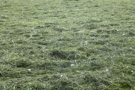 Harvesting hay mowed grassの写真素材