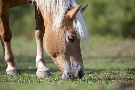 Haflinger eat grass on pastureの写真素材