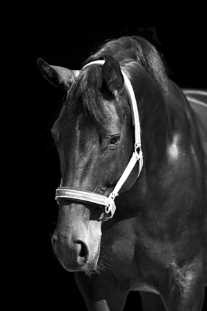 horse monochrome black and white portraitの写真素材