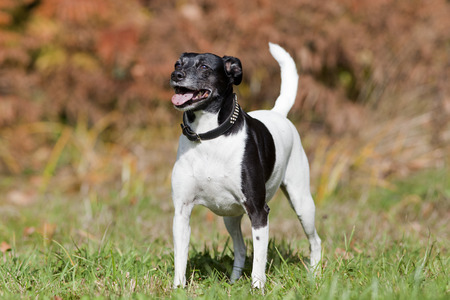 cute small dog on meadow outsideの写真素材