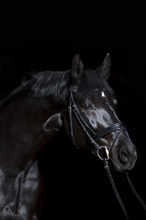 black horse on black backgroundの写真素材