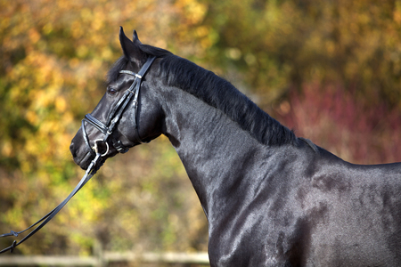 black horse portrait outside with colorful autumn leaves in background.の写真素材