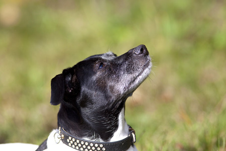 sweet little dog portraitの写真素材