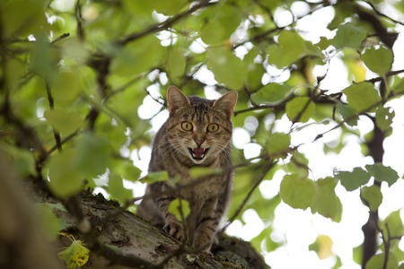 cat climb high up in tree huntingの写真素材