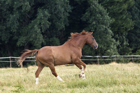 Horse gallop free on paddockの写真素材