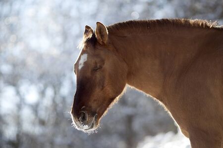 criollo horse in winter outsideの写真素材
