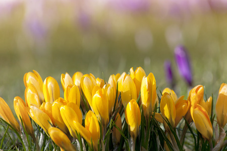 crocuses in springtime with soft beautiful backgroundの写真素材