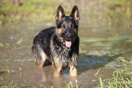 Dog have fun to swim in water in summer holidayの写真素材