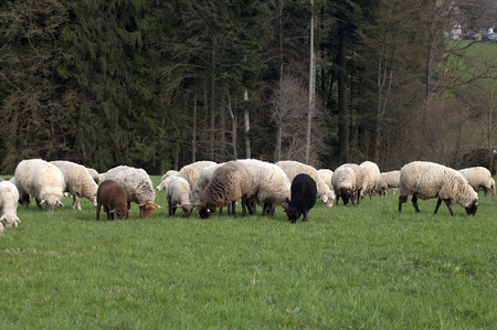 Flock of Sheep outside on meadow eat grassの写真素材