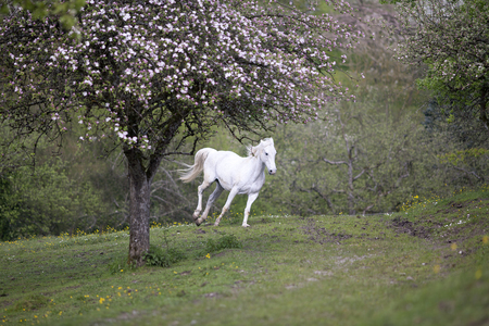 White horse run free between flowers and blooming treesの写真素材