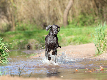 Weimaraner dog play and running in waterの写真素材