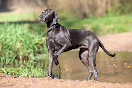 Weimaraner purebred dog outside portraitの写真素材