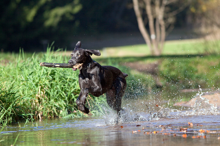 Weimaraner dog play and bring back branchの写真素材