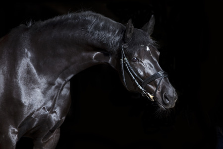 black horse on black backgroundの写真素材