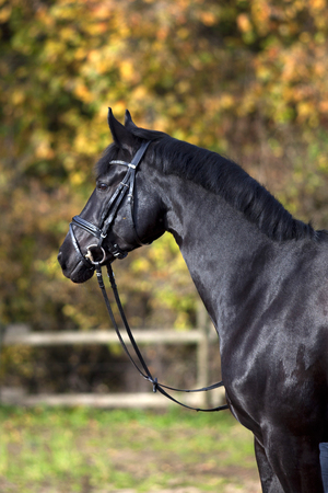 Black horse portrait outside with colorful autumn leaves in backgroundの写真素材