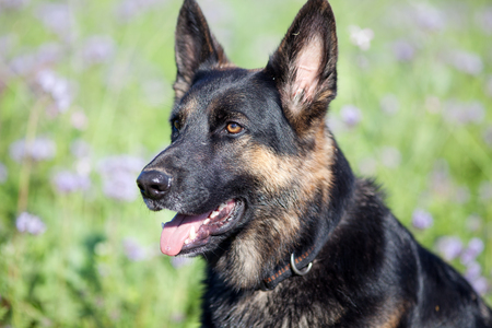 dog German Shepherd sit in purple flower field portraitの写真素材
