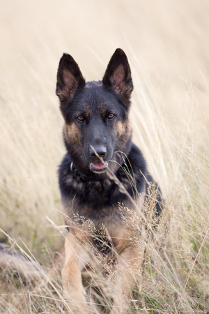 Dog German Shepherd sit in field portraitの写真素材