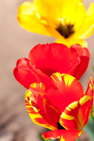 tulip flowers in garden with bright red colorの写真素材