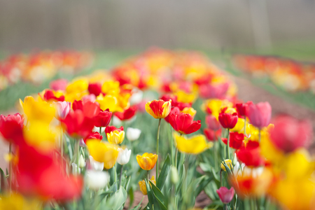 tulip flowers in garden with bright colorsの写真素材