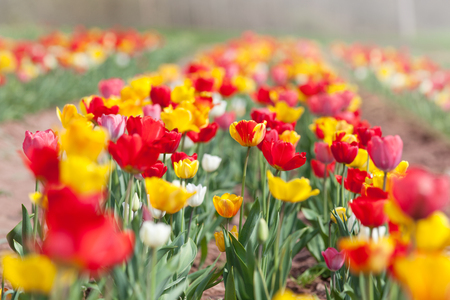 tulip flowers in garden with bright colorsの写真素材