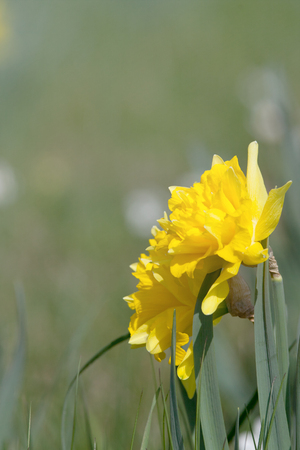 daffodil easter flowers backgroundの写真素材