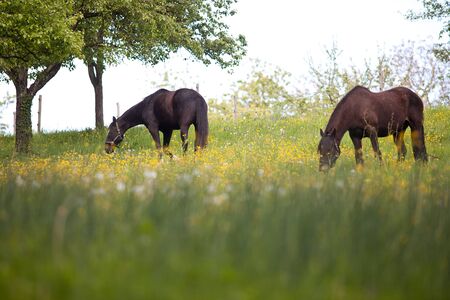 Beautiful Horses on meadow full of flowersの写真素材