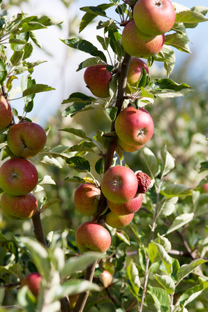 Apple on tree with ripe fruitsの写真素材