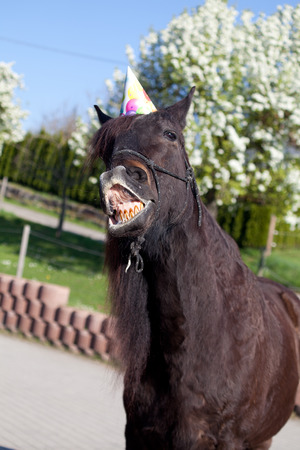 Funny horse with party has celebrate his birthdayの写真素材