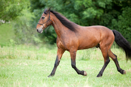 Horse run free on pastureの写真素材