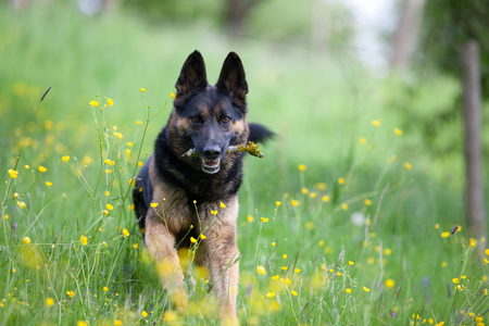 black dog purebred german shepherd play and apport branch in meadowの写真素材