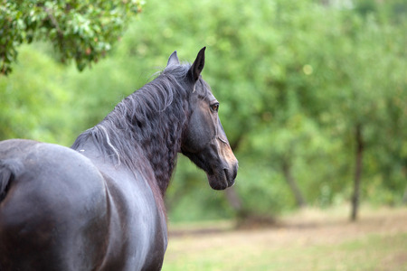 Horse view on green meadowの写真素材
