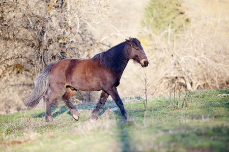 Horse run freeの写真素材